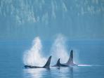 Gulf Island sailboat cruise in British Columbia