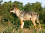 Alpine Wolf tracking vacation, France