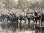 Small group Botswana safari