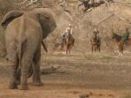 Horse riding & volunteering in South Africa