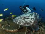 Mozambique safari and beach holiday