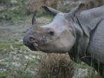 Wildlife vacation in North East India