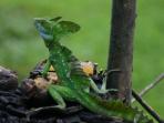 Costa Rica wildlife vacation