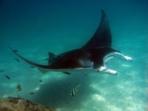 Ningaloo Reef manta ray tours, Western Australia