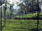 Mountain biking in Sri Lanka, Spice Trail