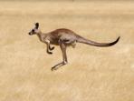 Melbourne wildlife day tours, Victoria, Australia