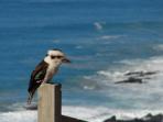 Great Ocean Road holiday