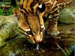 Volunteer with animals in the Amazon, Ecuador