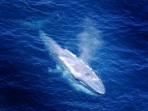 Blue whale watching in Victoria by helicopter, Australia
