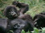 Gorilla tracking vacation in Uganda