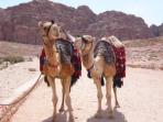 Jordan & Syria tailor made vacation