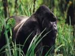Gorilla safari in Uganda