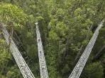 Rainforest tree top walk in Victoria, Australia