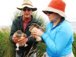 Penguin conservation in Australia