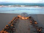 Turtle conservation project, Western Australia