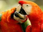 Belize wildlife tour