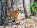 Tiger watching and photography holiday in India