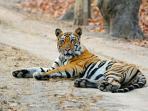 Tiger & wildlife photography vacation in India