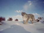 Snow leopard tour in Ladakh, India