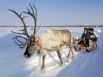 Winter activity vacation in Wild Taiga, Finland