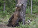 Bear watching short break in Finland