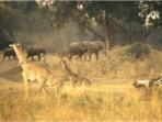 Zambia green season safari