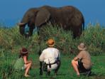 Zambia safari, tailormade