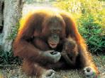 Family vacation to Borneo, Land of the Orang Utan