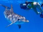 Swimming with wild dolphins in the Azores