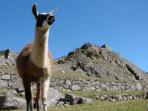 Inca Discovery