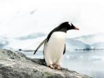 Antarctica vacation, spirit of Shackleton