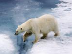 Spitsbergen cruise to the Arctic