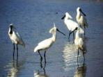 New Zealand birdwatching holiday