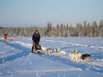 Husky safari in Finland
