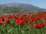 Walking in Andalucia, Spain