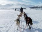 Norway dog sledding holiday