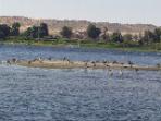 Nile cruises