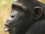 Chimpanzee tracking vacation, Gombe Stream NP, Tanzania