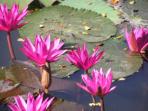 Thailand nature tour