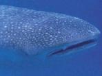 Whale Shark diving conservation in Seychelles
