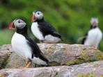 Newfoundland vacation adventure