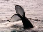 Whale study week in Newfoundland