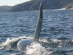 Northern whale study tour, Newfoundland