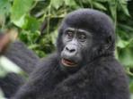 Gorillas, chimps and game in Uganda