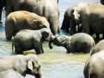 Sri Lanka family vacations