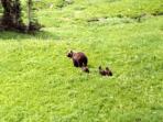Grizzly bear riding & hiking vacation, Canada