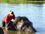 Elephant conservation vacation, Thailand