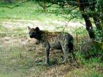 Tanzania expedition, Rufiji River descent