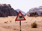 Family adventure vacation to Jordan, Lawrence of Arabias Adventures