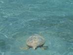 Turtles conservation in Vanuatu